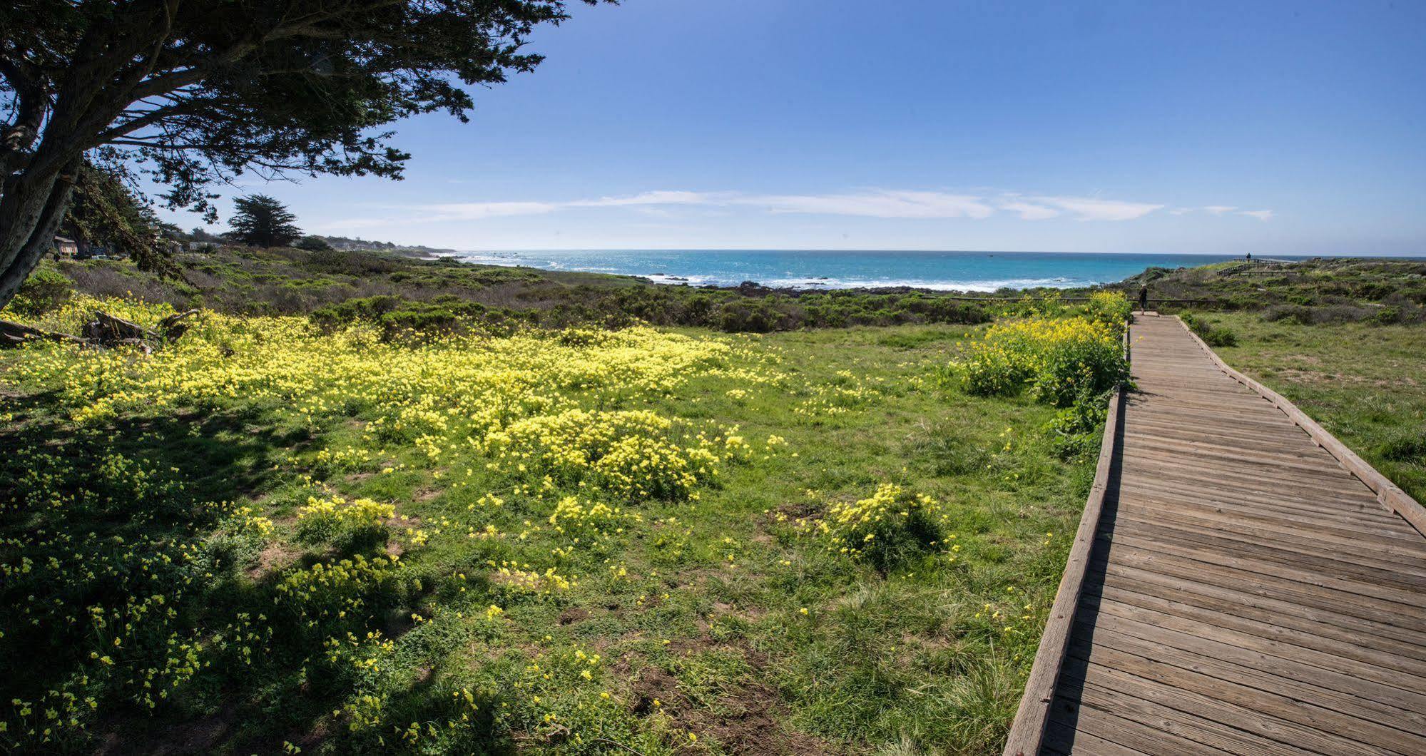 Blue Dolphin Cambria